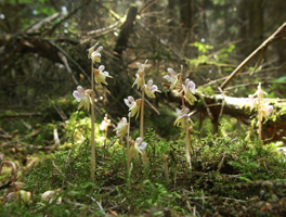 Epipogium aphyllum plants
