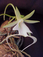 Ghost Orchid (Dendrophylax lindenii)