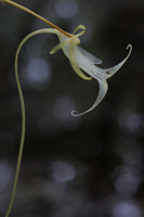 Dendrophylax lindeni