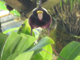 Monkey Orchid