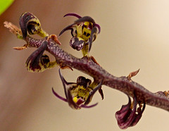 Bulbophyllum scaberulum