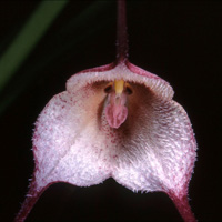 Dracula velutina