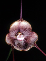 Dracula syndactyla
