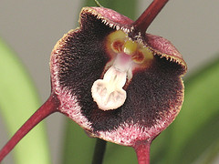 Dracula vinacea
