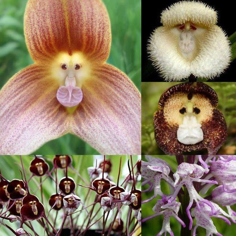 Monkey Orchids
