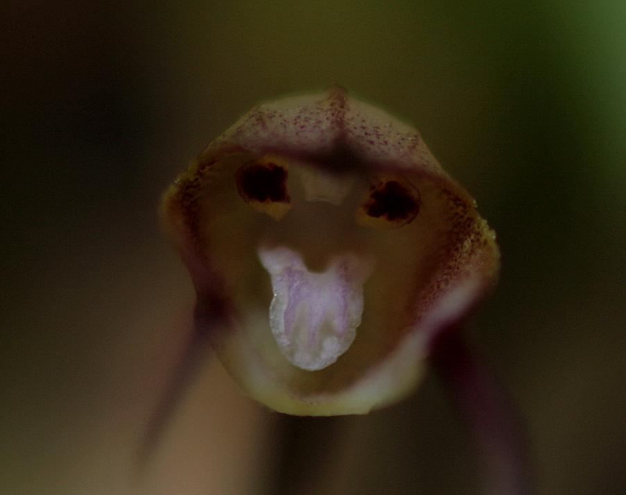 Dracula mantissa
