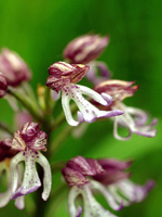 Orchis × angusticruris flowers