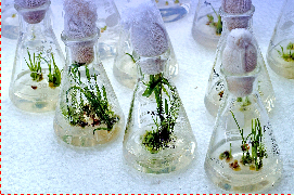 Tissue cultures of Rice plants with the vitamin A genes