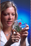 A rose grown in a tissue culture