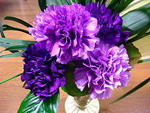 A genetically modified  Moondust-carnation