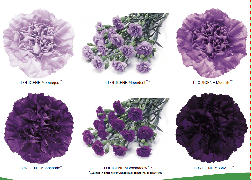 Florigene genetically modified carnations