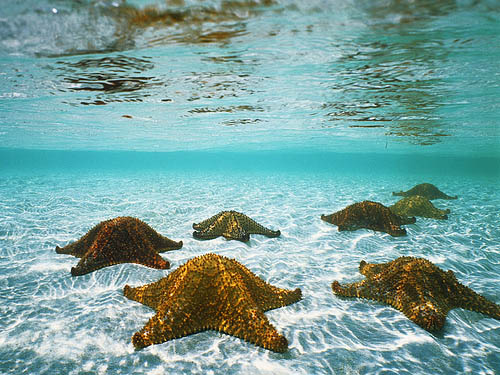star fish