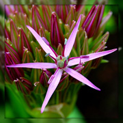 A closer look at the star.