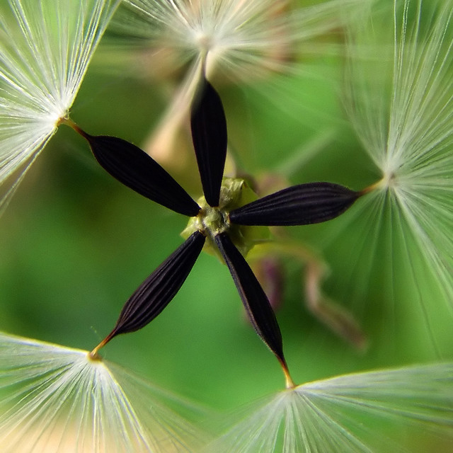 Black Star