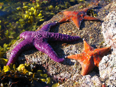 Sea Stars sunning