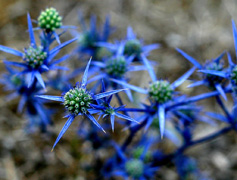 Blue star