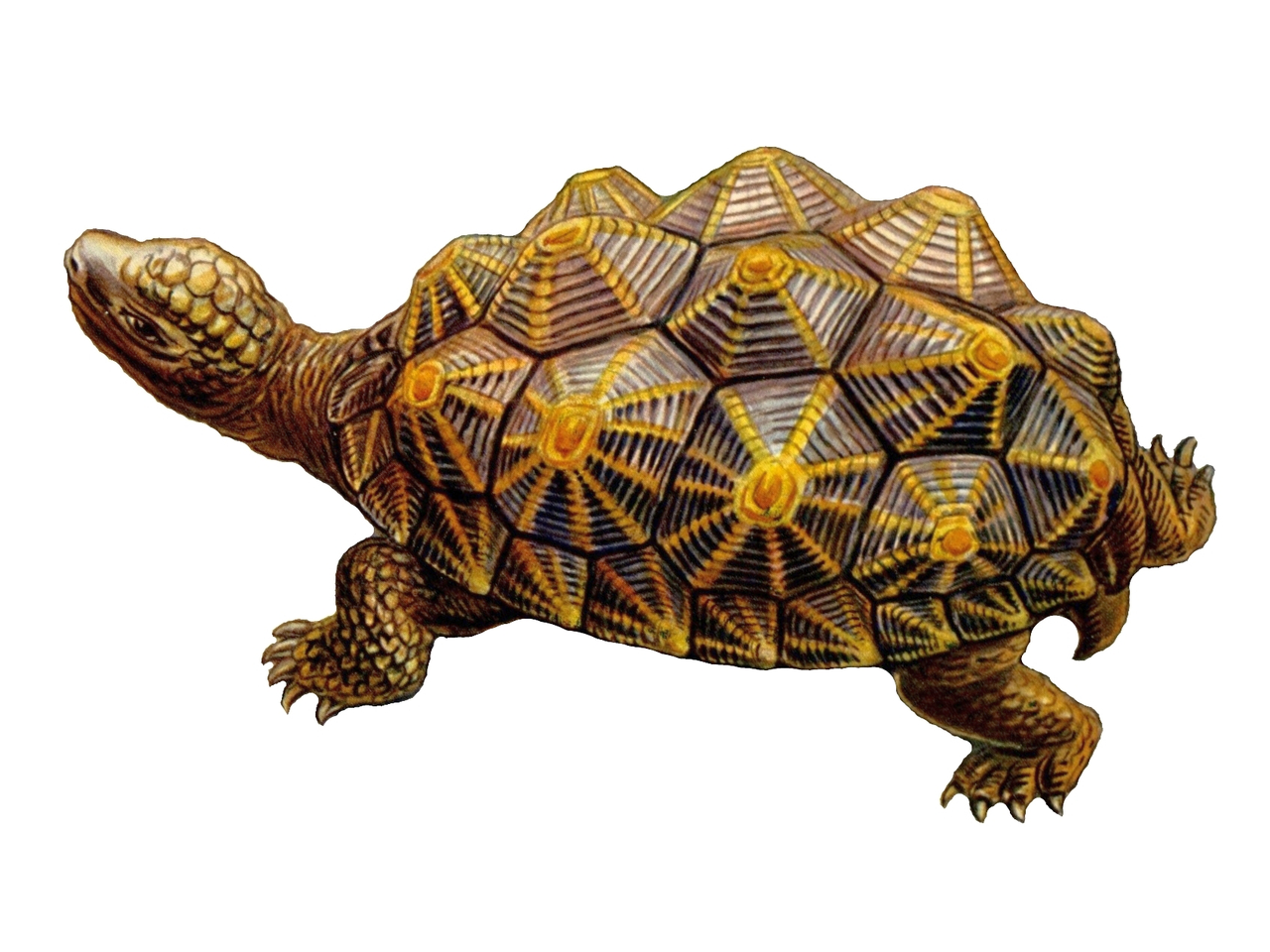 Psammobates geometricus (Illustration)